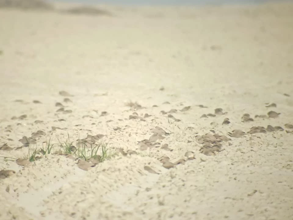 Birdwatchers' Society