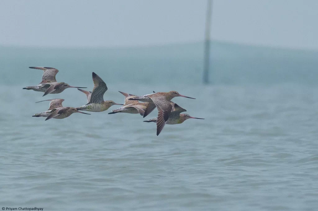 Birdwatchers' Society
