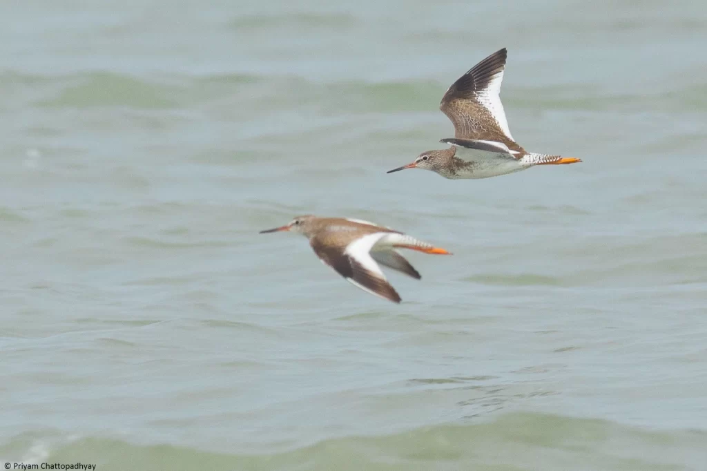 Birdwatchers' Society