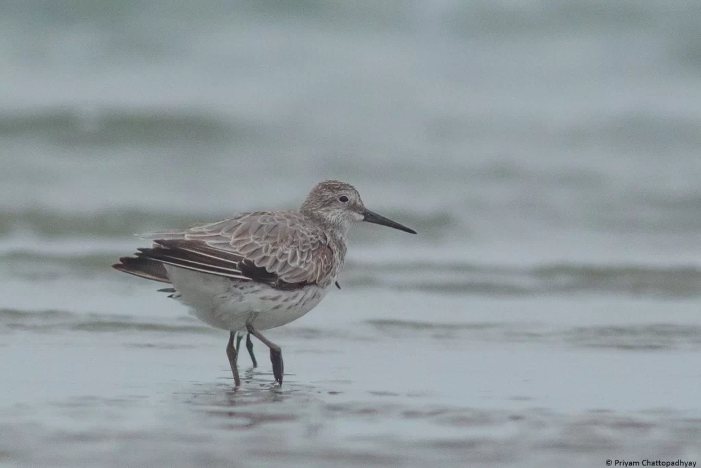 Birdwatchers' Society