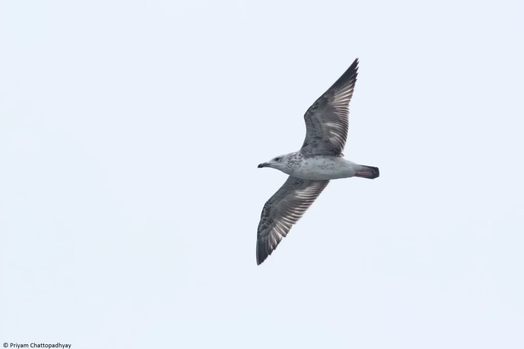 Birdwatchers' Society