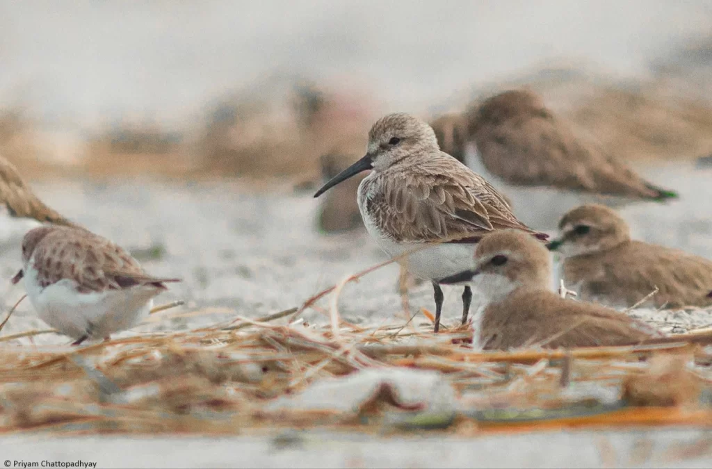 Birdwatchers' Society