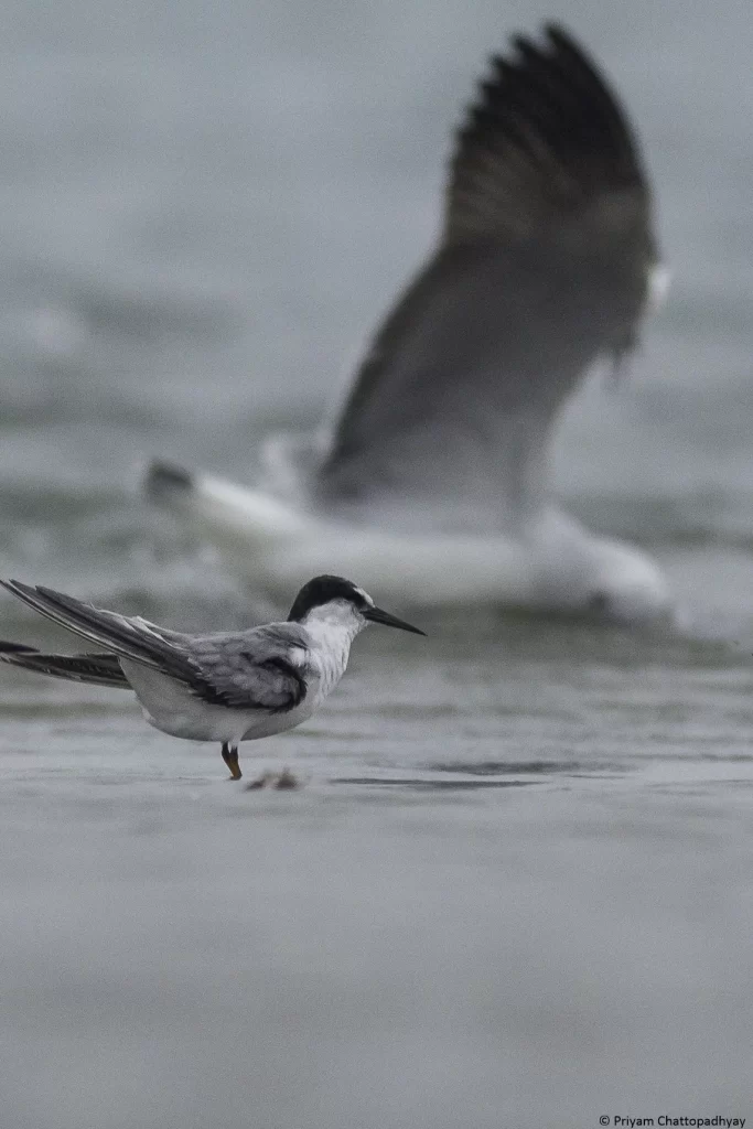 Birdwatchers' Society