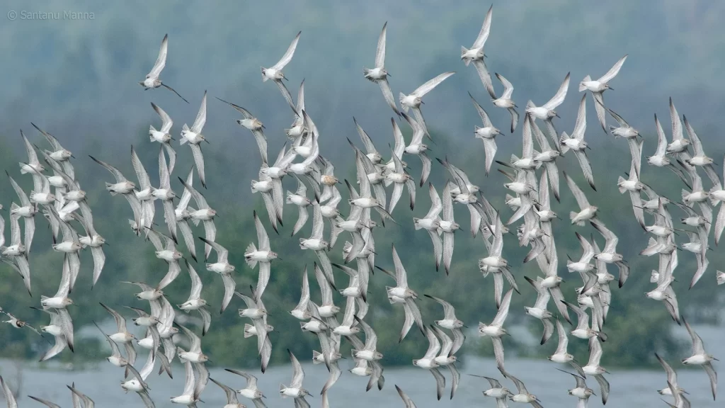 Birdwatchers' Society