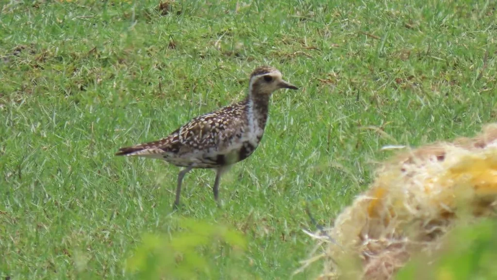 Birdwatchers' Society