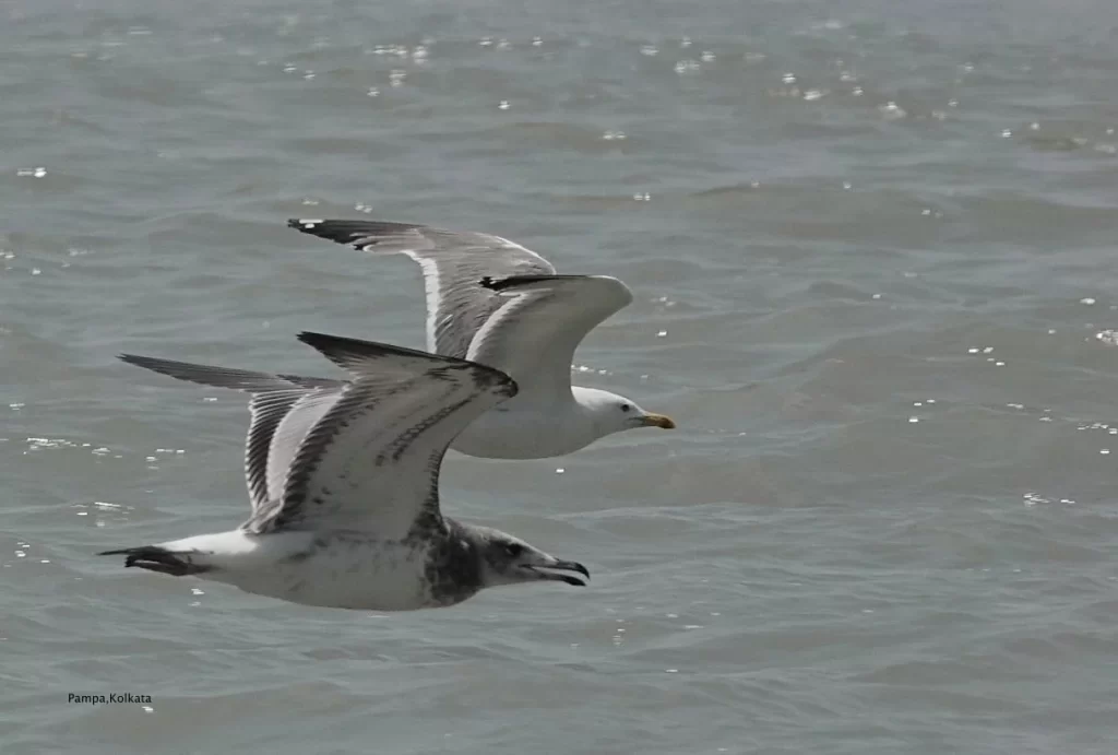 Birdwatchers' Society