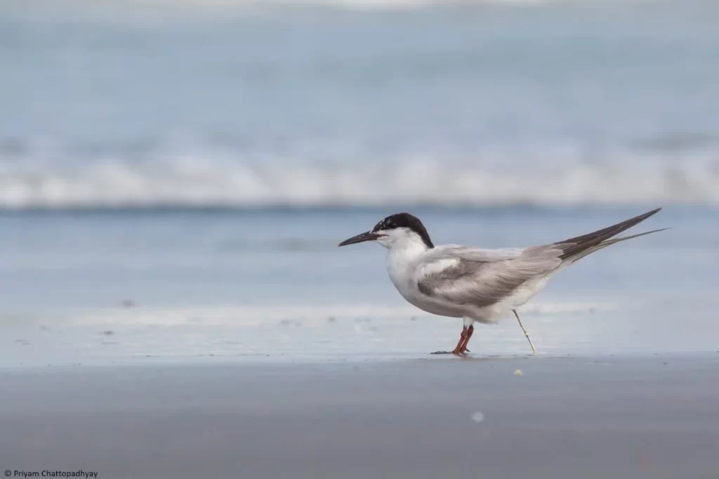 Birdwatchers' Society