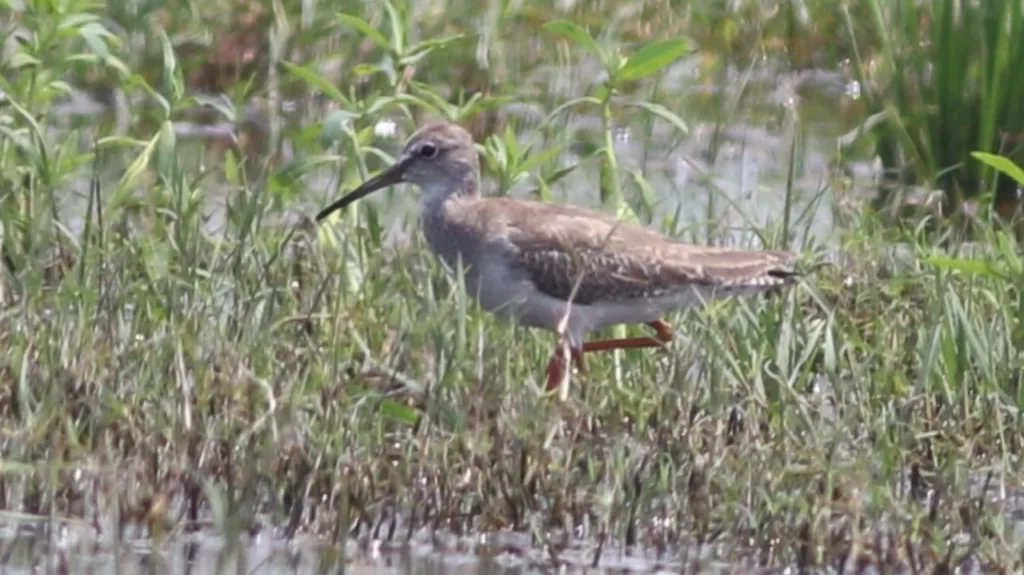 Birdwatchers' Society