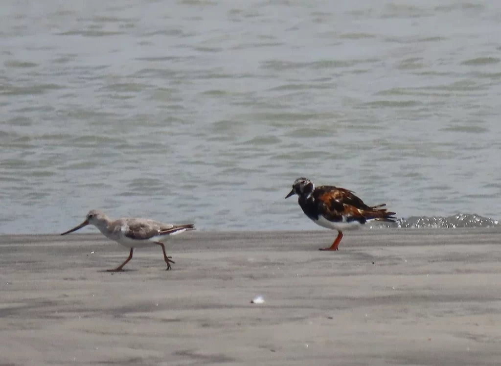 Birdwatchers' Society