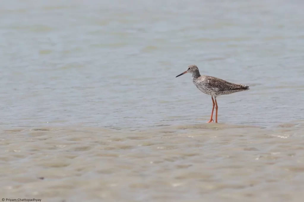 Birdwatchers' Society