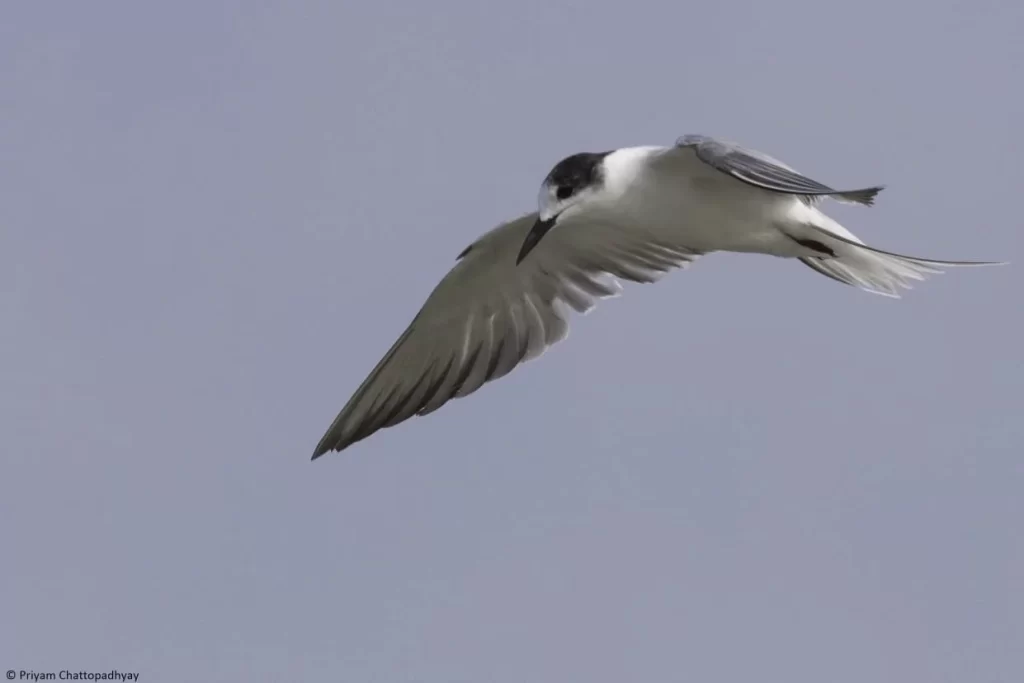 Birdwatchers' Society