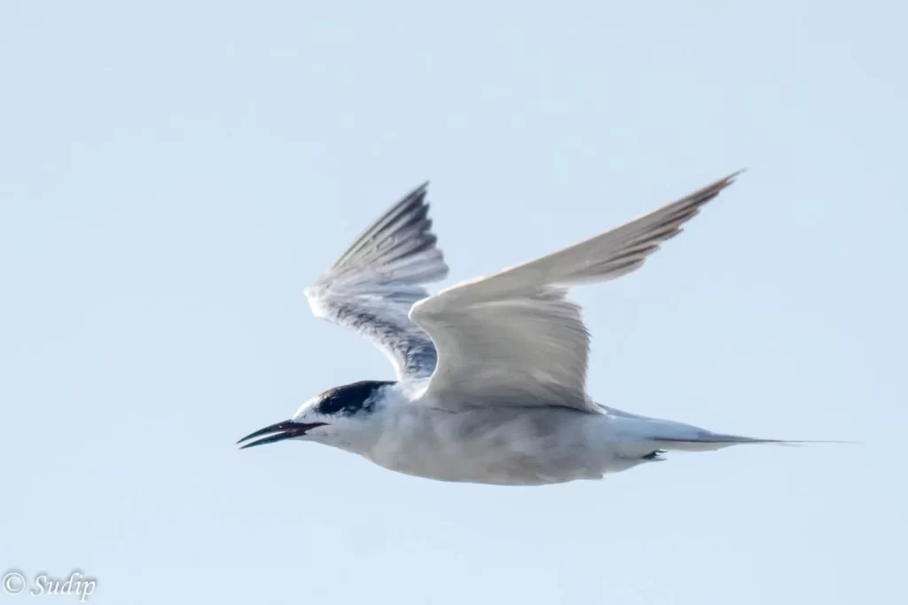 Birdwatchers' Society
