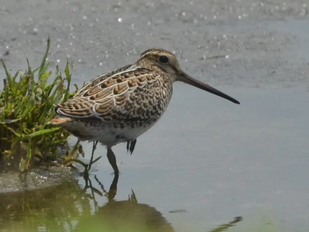 Birdwatchers' Society
