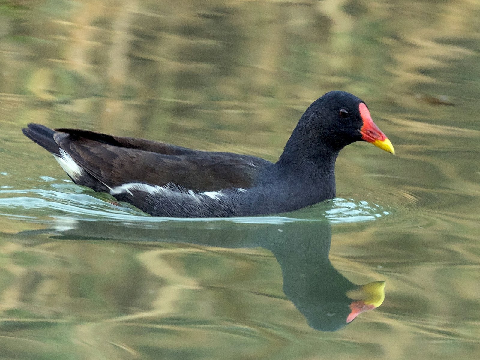 Bird Monitoring