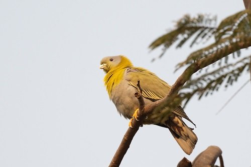 Birdwatchers' Society