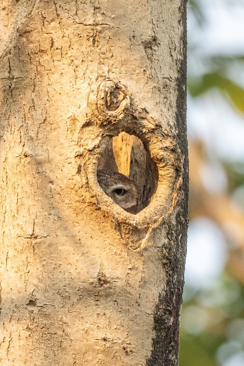 Birdwatchers' Society