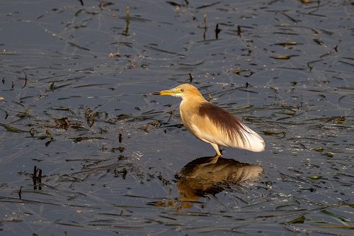 Birdwatchers' Society