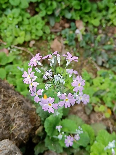 Birdwatchers' Society