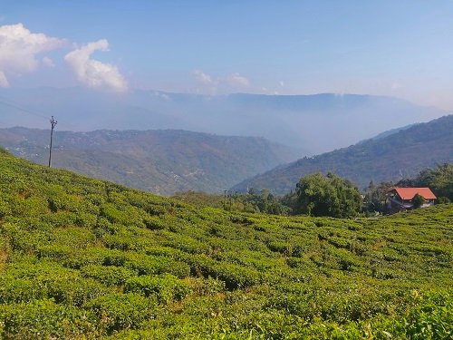 Birdwatchers' Society